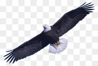 Bald Eagle Png Transparent Images - Bald Eagle Transparent Background Clipart