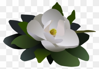 Sacred Lotus Magnolia Petal Computer - Magnolia Flower Free Clipart - Png Download
