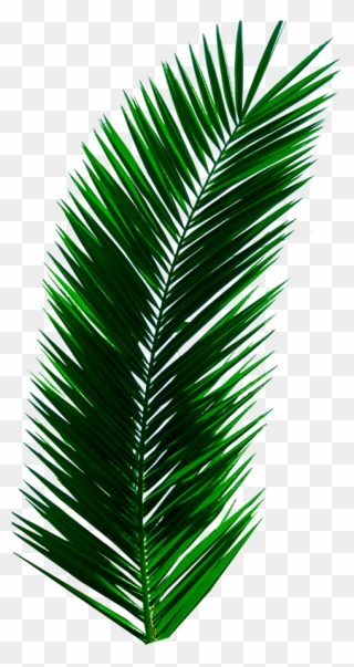 Transparent Plants Png - Real Palm Leaves Png Clipart