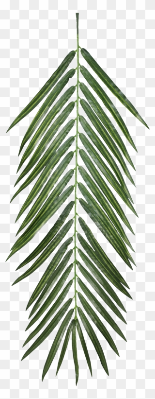 Palm Leaf Free Texture Clipart