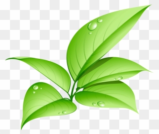 Green Leaf Png Image Free Download Searchpng - Transparent Green Leaf Png Clipart