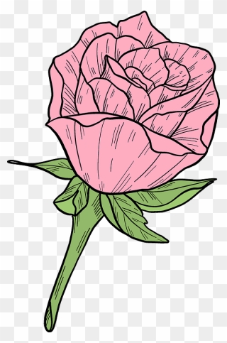 Pink Rose Clipart - Garden Roses - Png Download