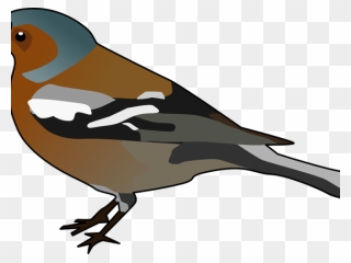 Galapagos Finches Clipart - Png Download