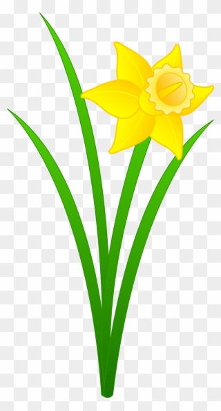 Clip Art Daffodil - Png Download