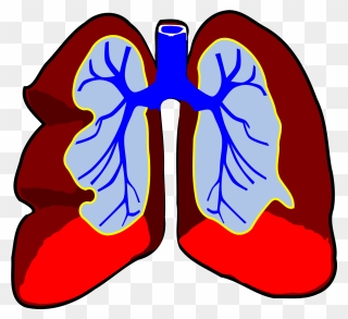 Animated Lung Png - Lungs Clip Art Transparent Png
