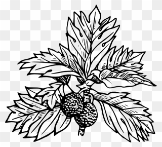 Black And White Picture Of Breadfruit Plant Clipart