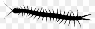 Millipedes Centipedes House Insect Centipede Graphics - Centipede Transparent Clipart