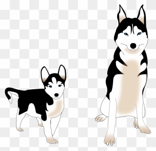 Husky Siberiano Vector Png Clipart
