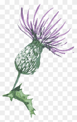 Scotland Thistle Drawing - Easy To Draw Thistle Clipart