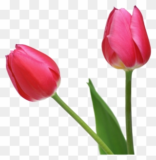 Indira Gandhi Memorial Tulip Garden Flower Clip Art - Tulip Png Transparent Png