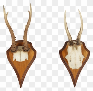 Vintage German Roe Deer Antlers A Pair - Trophy Hunting Clipart