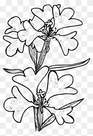 Ragged Robin Clip Arts - Coloring Page - Png Download