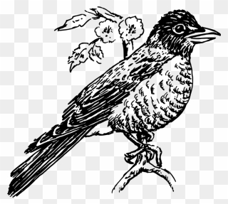 Perching Bird,line Art,falconiformes - Robin Clipart Black And White - Png Download
