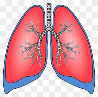 Human Lungs Clipart - Png Download