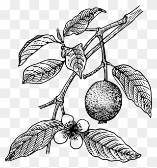 Guava Tree Clipart Black And White - Png Download