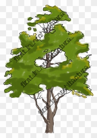 Trees For Elevation Photoshop Png Clipart