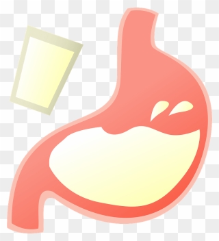 Stomach Organ Barium Clipart - Png Download