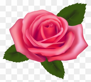 Beautiful Pink Rose Png Clipart - Rose Clip Art Png Transparent Png