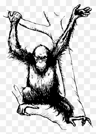 Chimp Drawing Orangutan Transparent Png Clipart Free - Orang Utan Black And White