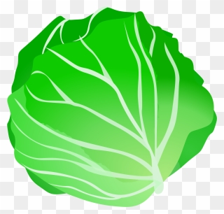 Cabbage Clip Art - Transparent Background Cabbage Clipart - Png Download