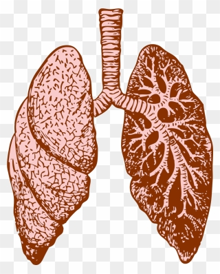 Lungs Png Clipart