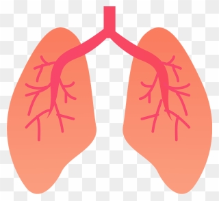 Lung Organ Clipart - Lungs Clipart - Png Download