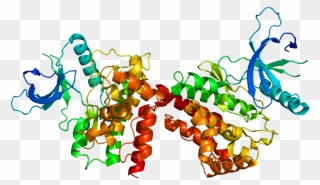 Jak2 Protein Clipart