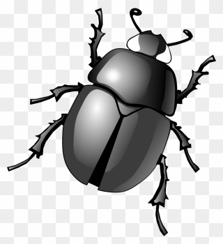 Beetle Transparent Clipart - Beetle Clipart - Png Download