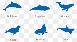 Dolphin, Porpoise, Whale, Seal And Sea Lion Silhouettes - Seal Vs Sea Lion Silhouette Clipart