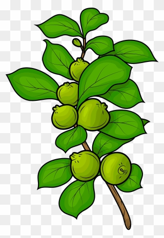 Clipart Clip Art Guava Tree - Png Download