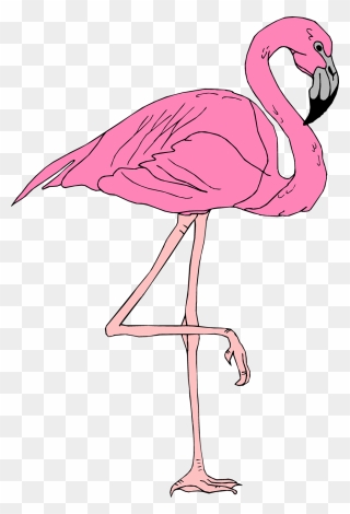 Flamingo Transparent Illustration - Pink Flamingo Transparent Background Clipart