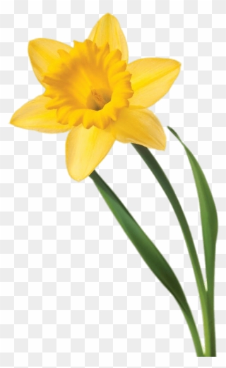 Daffodil Flower Clip Art - Welsh Daffodil - Png Download