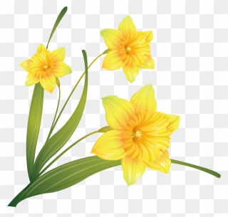 Daffodil Clip Art - Transparent Background Daffodil Clipart - Png Download