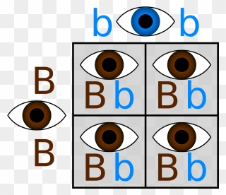 Blue Eyes Clipart Child Observation - Punnett Square Eye Color Brown And Blue - Png Download