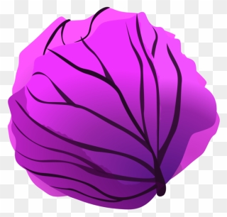 Plant,flower,leaf - Purple Cabbage Clipart - Png Download
