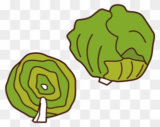 Lettuce Illustrations - Cabbage Clipart