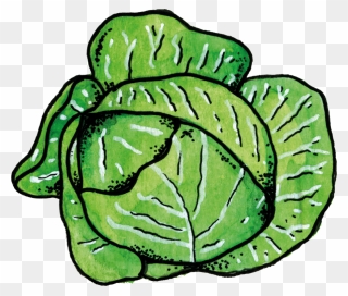 Cabbage Clipart