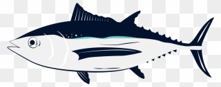 Albacore Fish Clipart
