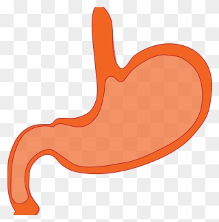 Stomach - Stomach Clipart Transparent - Png Download