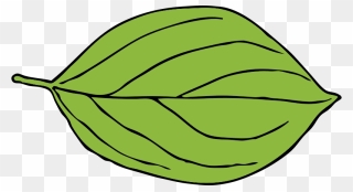 Oval Shaped Leaves Clipart - Png Download