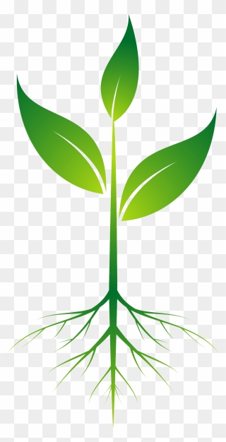 Thumb Image - Plant With Roots Clipart - Png Download