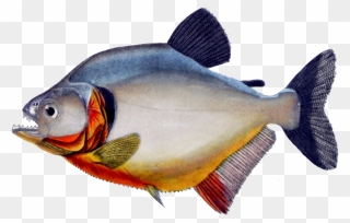 Spoonbill Fish Clipart Clip Art Freeuse Library Express - Piranha Transparent - Png Download