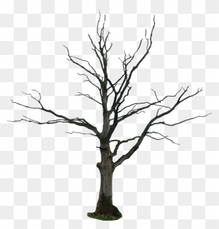 Dead Tree Png Clipart
