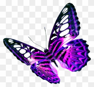 Butterfly Purple Clip Art - Transparent Background Butterfly Clipart Png Transparent