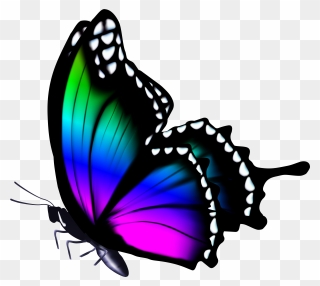 Butterfly Image Full Hd Clipart