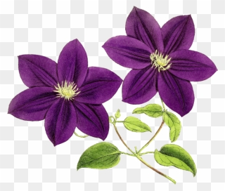 Transparent Purple Flower Clipart - Purple Flowers Clipart - Png Download