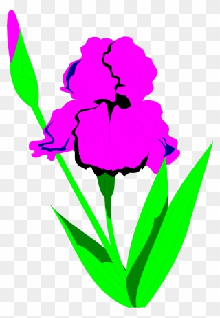 Iris Flower Clipart Vector Transparent Library Iris - Clip Art - Png Download