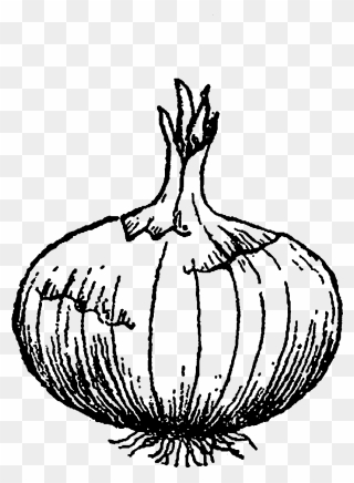 Transparent Onion Clipart - Black And White Onion Png