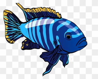 Fish Clipart Cichlid - Png Download