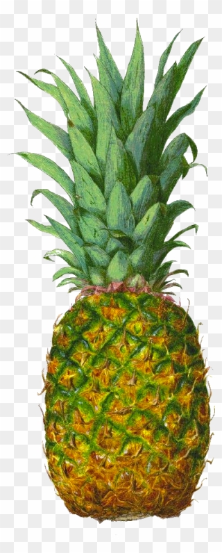 Pineapple Juice Tropical Fruit - Tropical Fruit Clipart